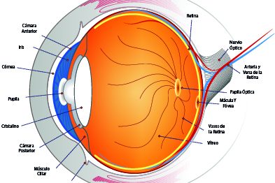 la retina